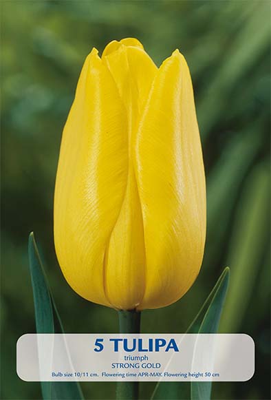 Tulpan Strong Gold 5-pakning